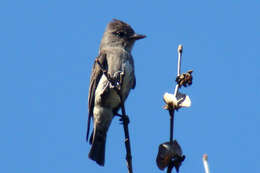 Image of Olive-Sided Flycatcher