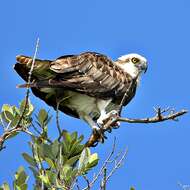 Image of ospreys