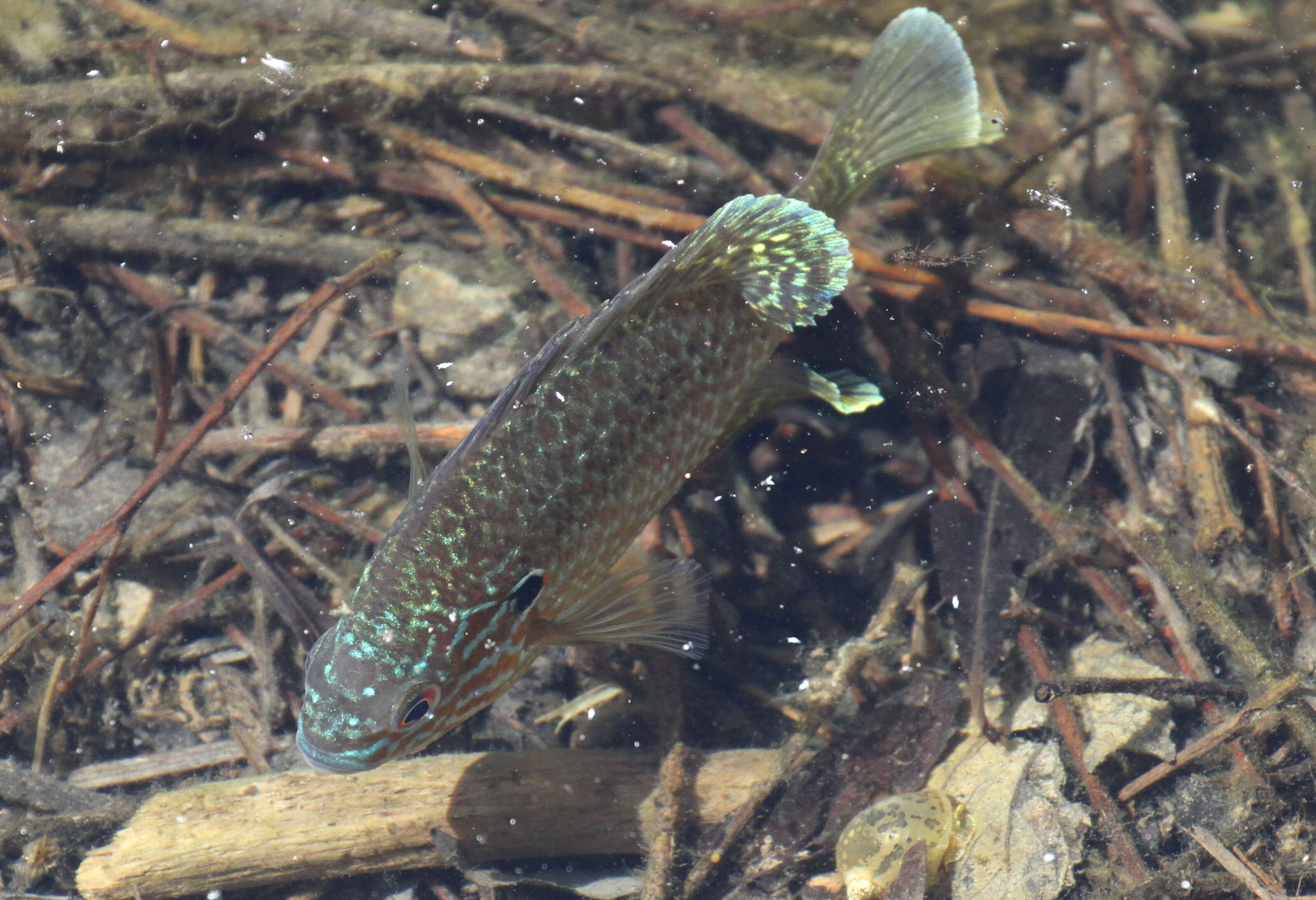 Image of Pumpkinseed