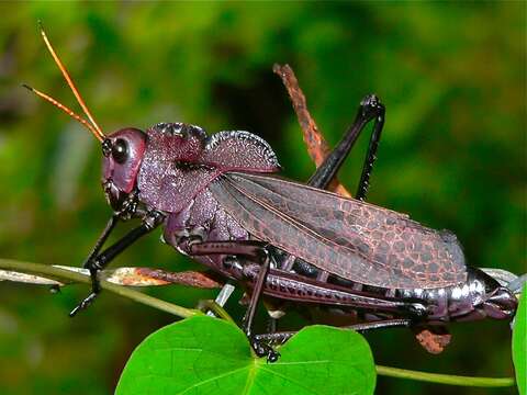 Image of lubber grasshopper