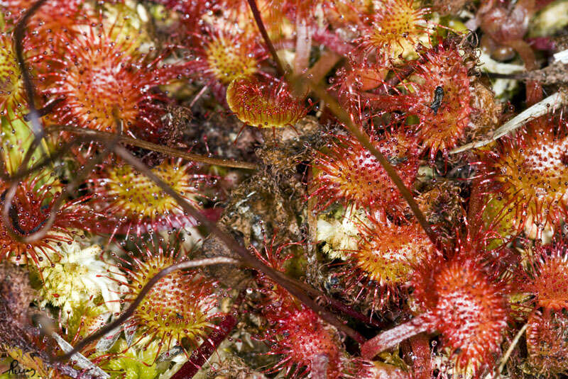 Image of Sundews