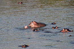 Image of Common Hippopotamus