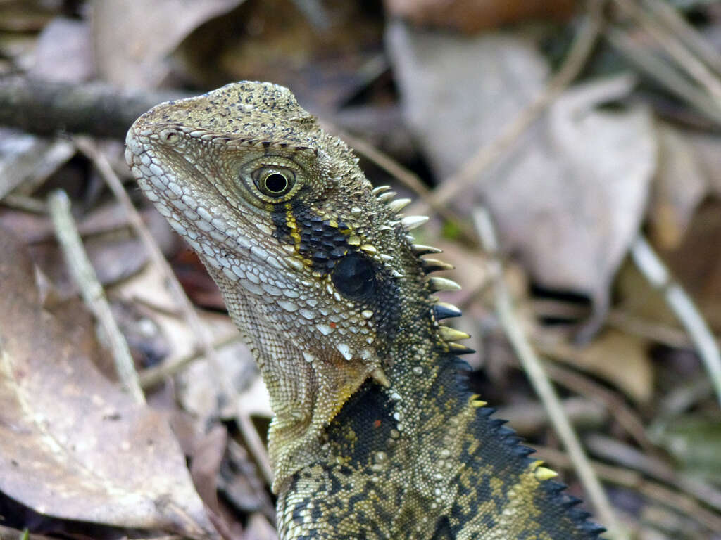 Image of Intellagama lesueurii lesueurii (Gray 1831)