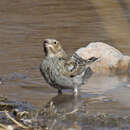 Image of Chestnut-collared Longspur