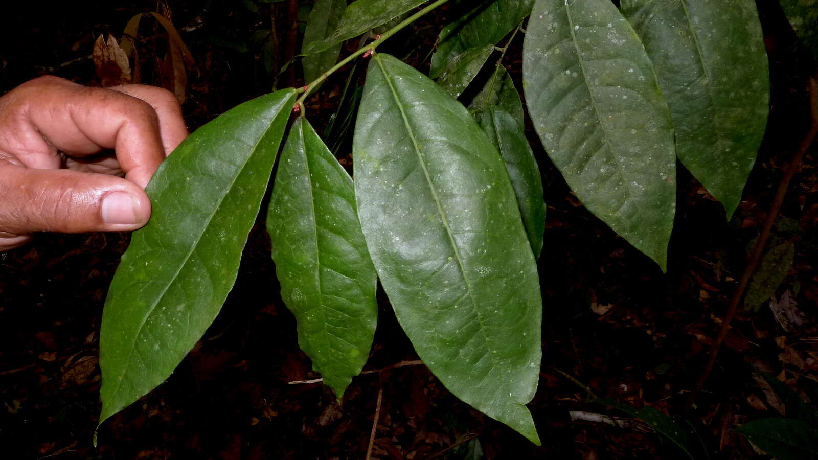 Image of Gymnanthes glabrata (Mart.) Govaerts