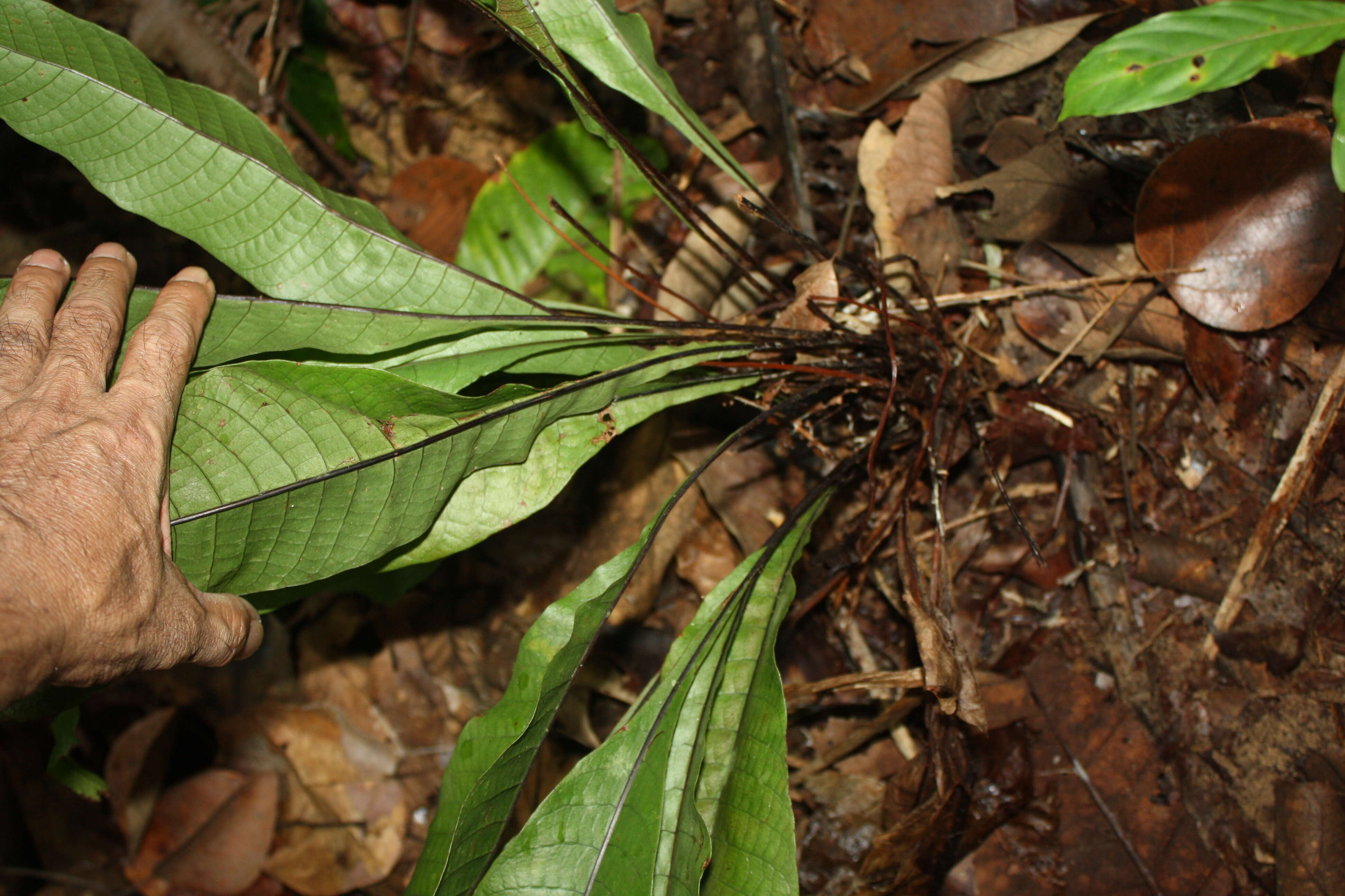 Image of Tectaria singaporeana (Wall. ex Hook. & Grev.) Copel.