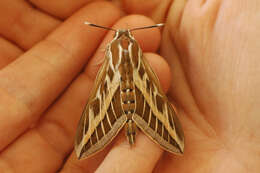 Image of striped hawk-moth