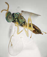 Image of Parasitoid wasp