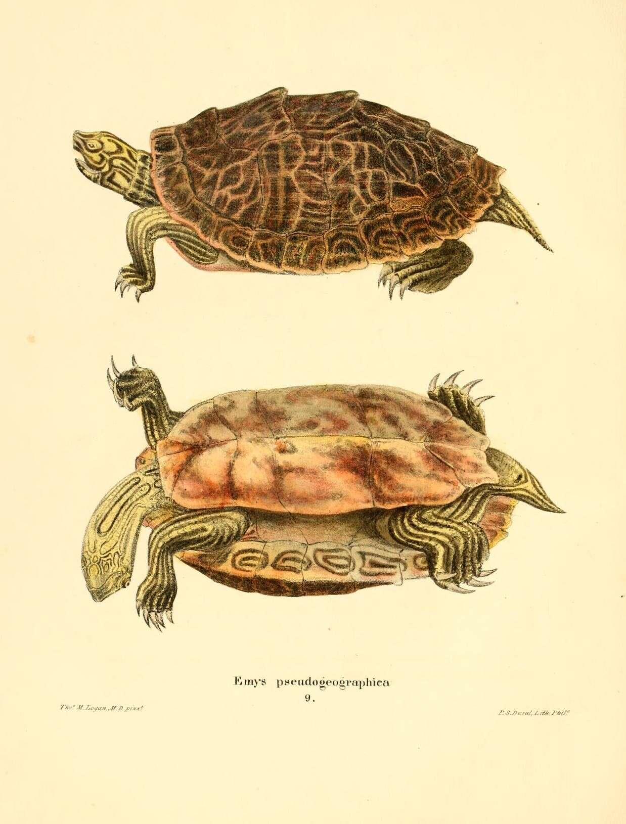 Image of Map Turtles
