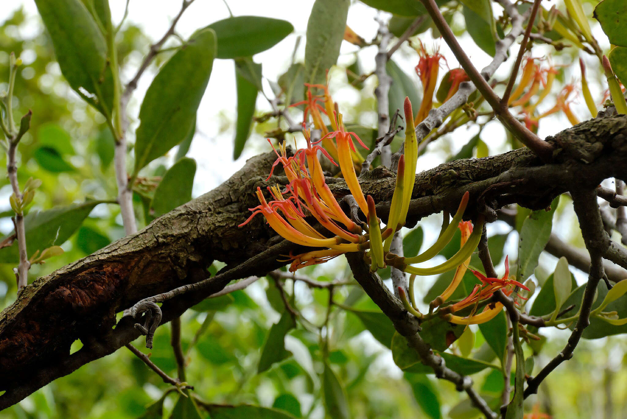 Imagem de Dendrophthoe vitellina (F. Müll.) Tieghem