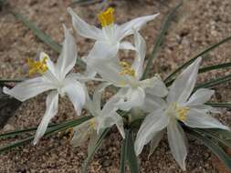 Image of starlily
