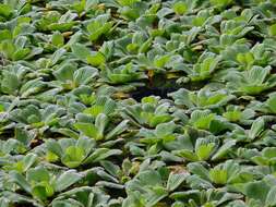 Image of pistia