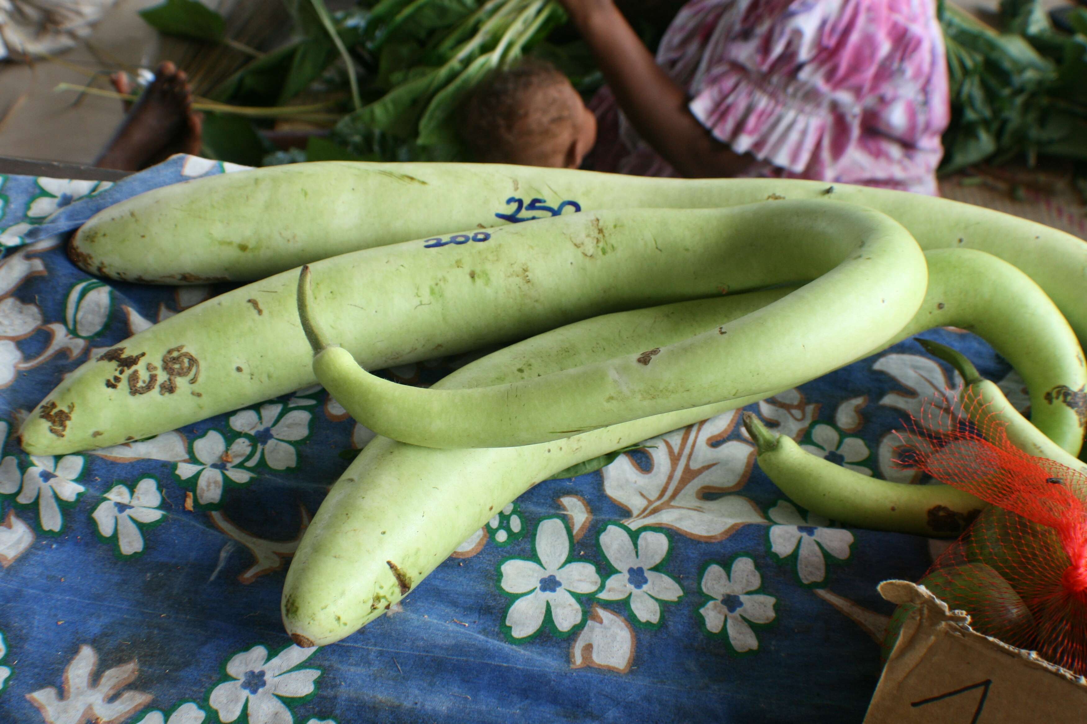 Image of gourd