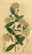 Image of Pimelea ligustrina subsp. hypericina (Hook.) Threlfall