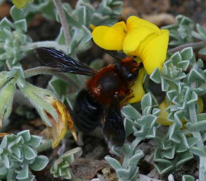 Image of Megachilini