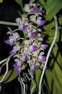 Image of Aerides houlletiana Rchb. fil.