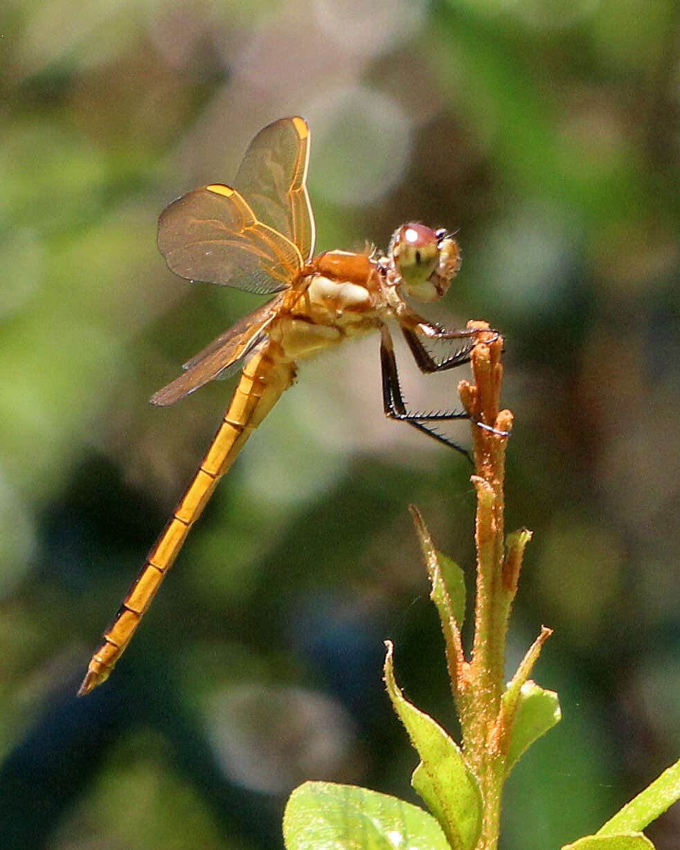 Image of Libellula Linnaeus 1758