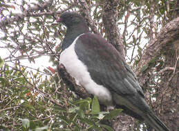 Image of Kererū