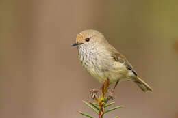 Image of Brown Thornbill