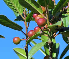 Image of California buckthorn