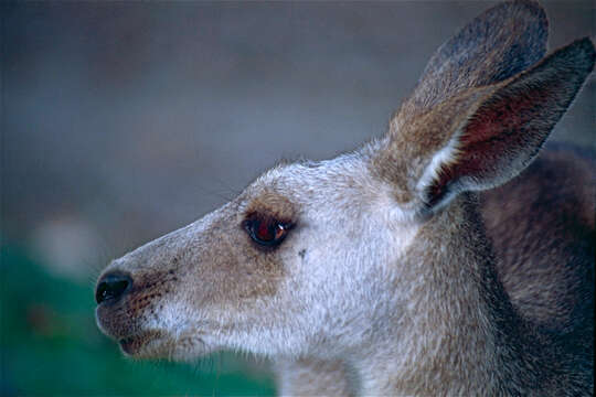 Image of Eastern Gray Kangaroo