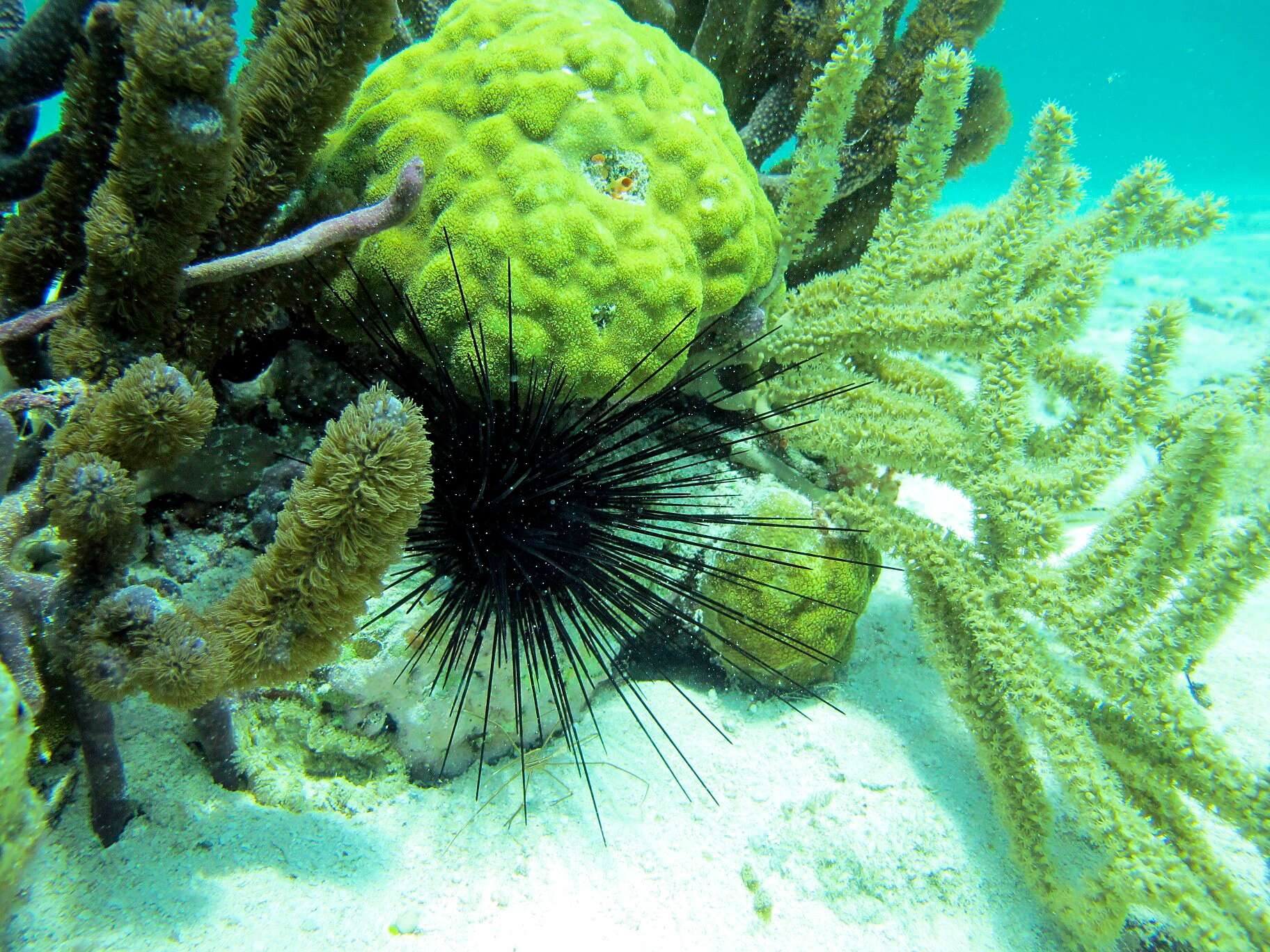 Diadema antillarum Philippi 1845 resmi