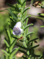 Image of Chloanthes