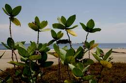 Image of calotropis