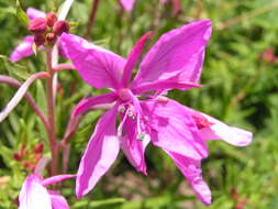 Image of Epilobium dodonaei Vill.