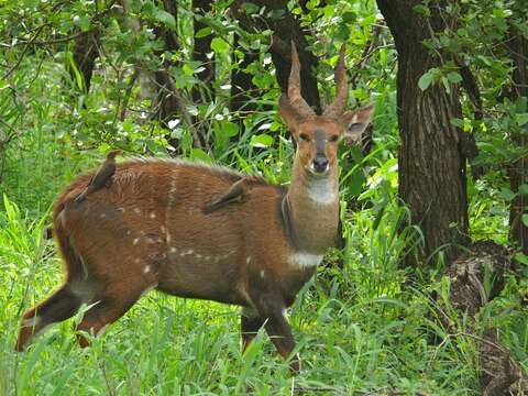 Image of Spiral-horned Antelope