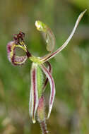 Image of Common dragon orchid