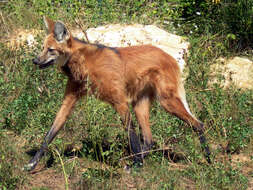 Image of Maned Wolves