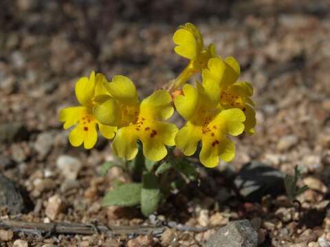 Image of Carson Valley monkeyflower