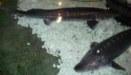 Image of Atlantic Sturgeon