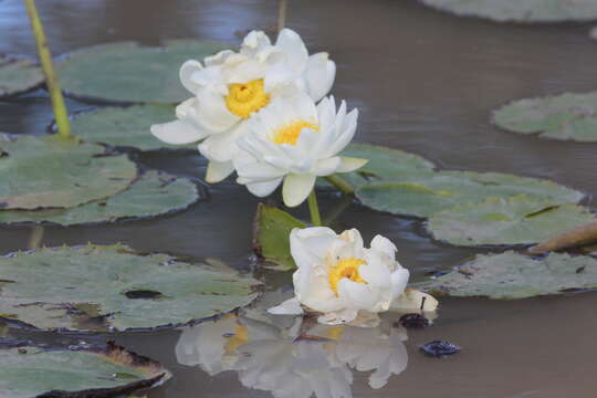 Image of Nymphaea carpentariae S. W. L. Jacobs & Hellq.