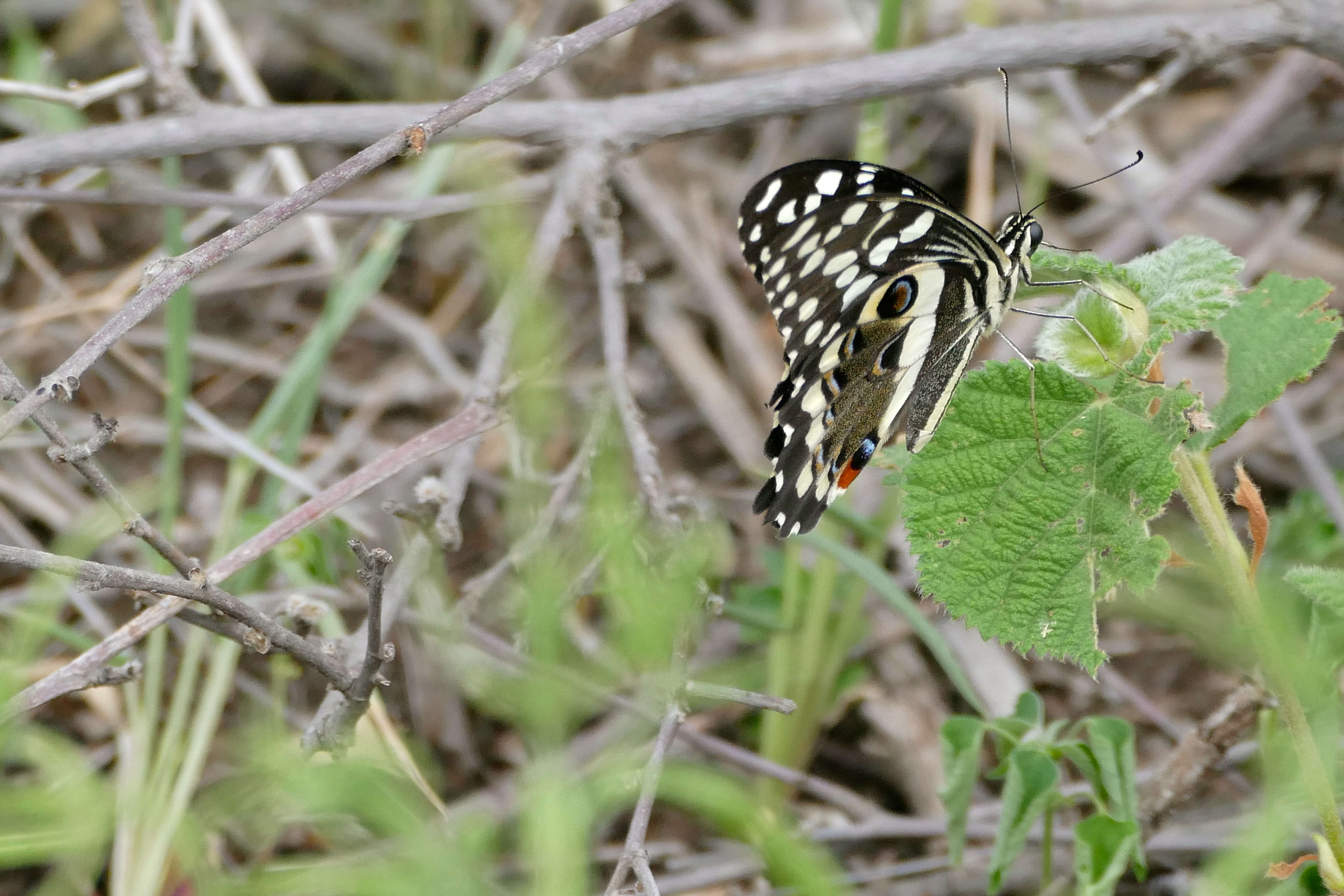 Image of Papilio