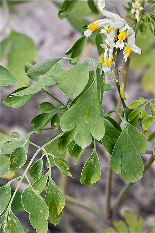 Image of pale corydalis