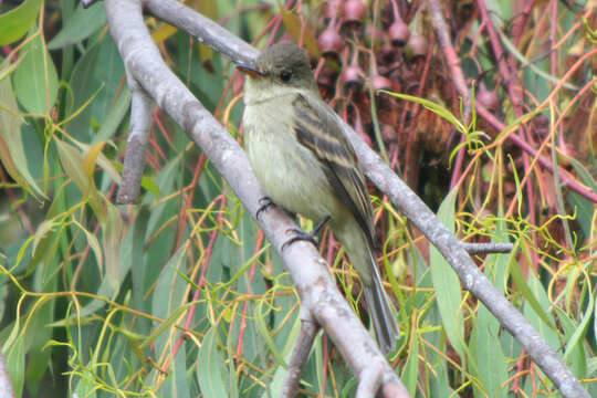 Image of Empidonax Cabanis 1855