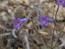 Image of pinyon beardtongue