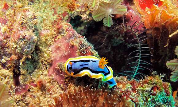 Image of Chromodoris annae Bergh 1877