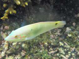 Image of Threespot wrasse