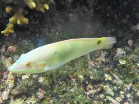 Image of Threespot wrasse