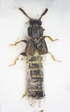 Image of Anotylus sculpturatus (Gravenhorst 1806)