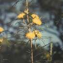 Image of Banksia hewardiana (Meissn.) A. R. Mast & K. R. Thiele