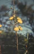 Image of Banksia hewardiana (Meissn.) A. R. Mast & K. R. Thiele