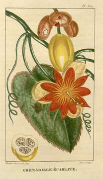 Sivun Passiflora coccinea Aubl. kuva