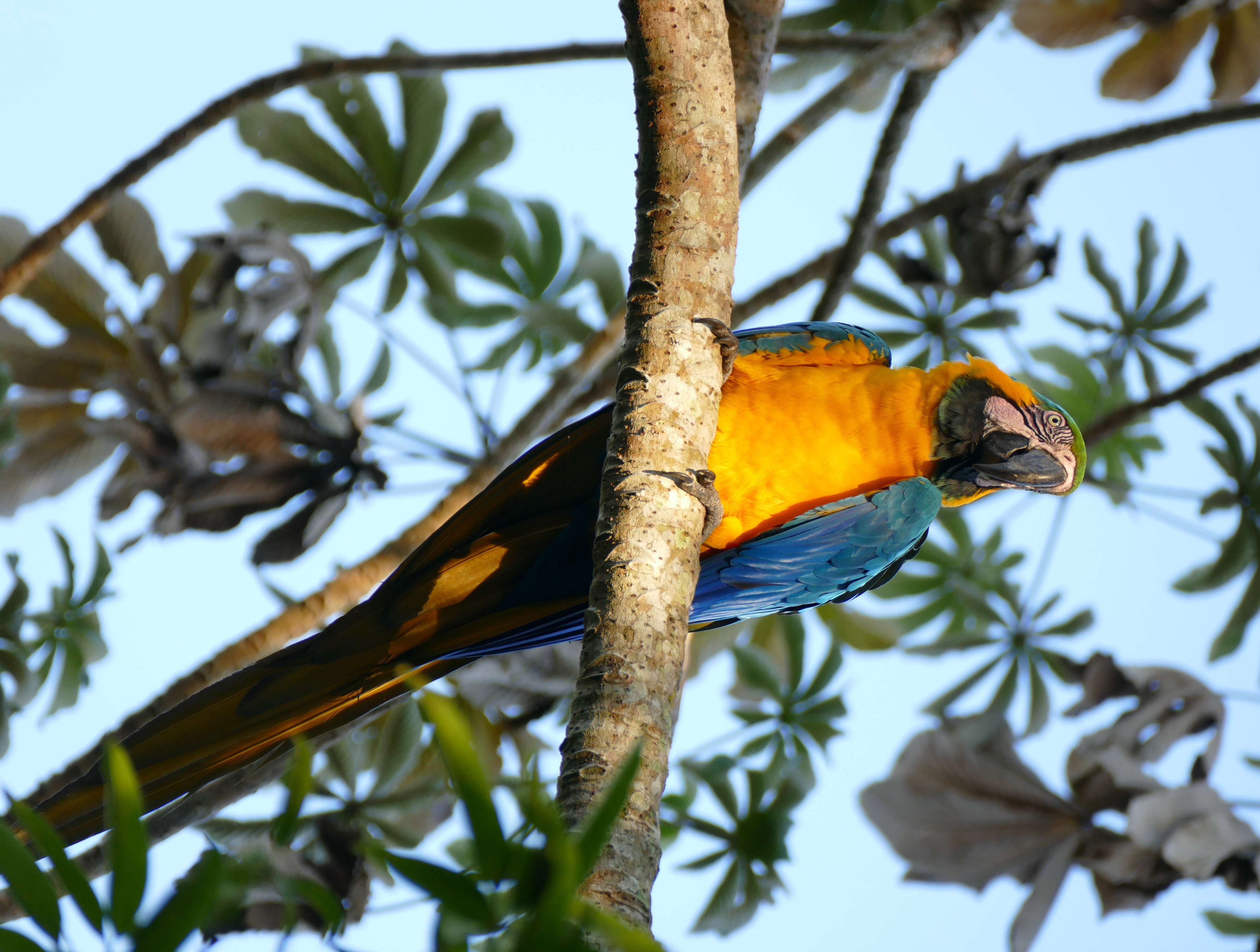 Image of macaws