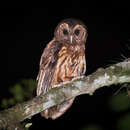 Image of Mottled Owl