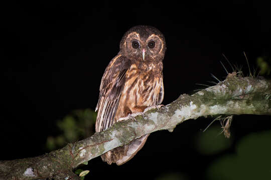 Image of Mottled Owl