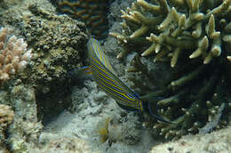 Image of Blue Banded Surgeonfish